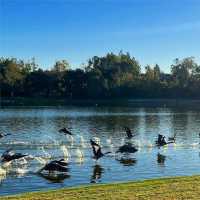 仙遊島公園：湖畔綠地