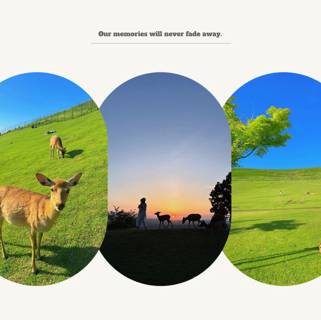 【吉隆坡】鹿園：野生動物與大自然的完美結合，讓您親近奇珍異景
