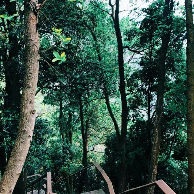臺北象山步道：城市中的自然寧靜，俯瞰高樓大廈與綠意盎然的獨特景緻