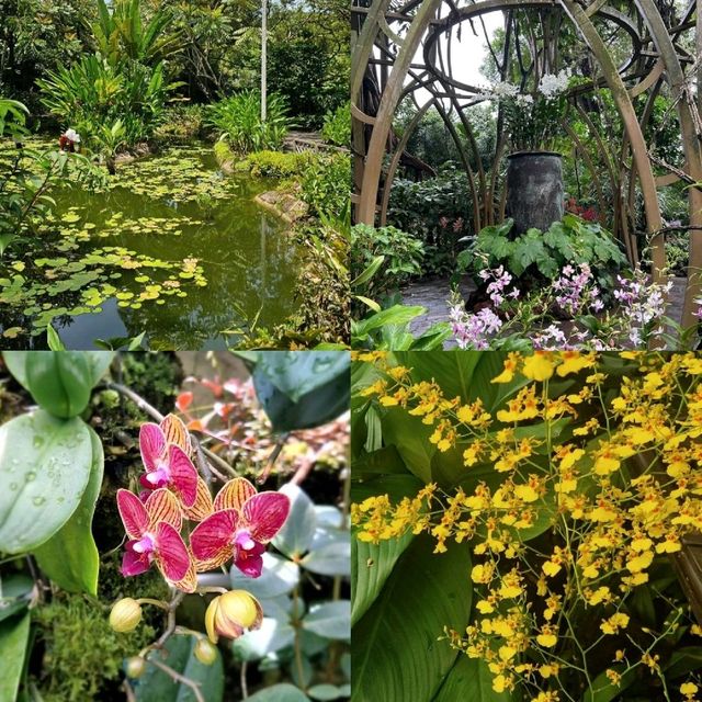 【新加坡】National Orchid Garden：綠油油的花園，適合園藝愛好者。🌿🌳🌺🌺🌺🌺🌿🌳🌳👍👍👍👍