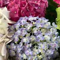 【福岡観光】6月になるとお目見えする花手水