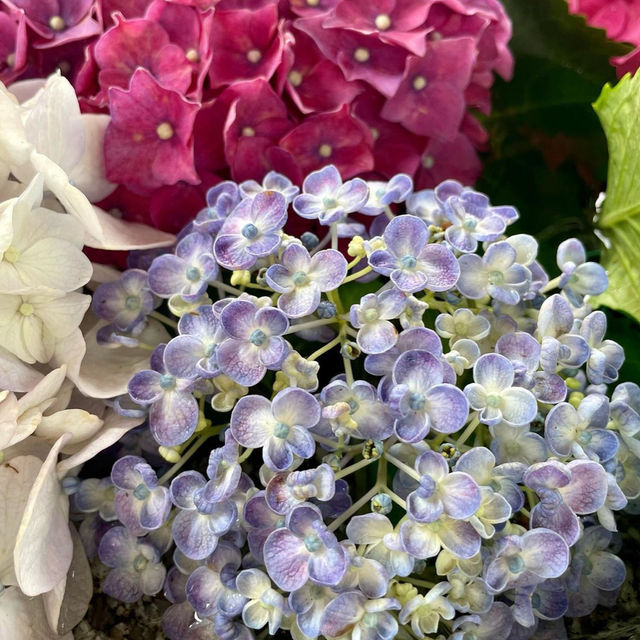 【福岡観光】6月になるとお目見えする花手水