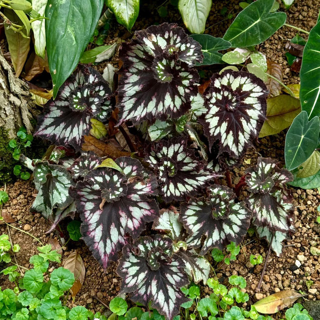 「沖繩東南植物樂園：珍稀植物，科普教育，豐富遊園體驗」