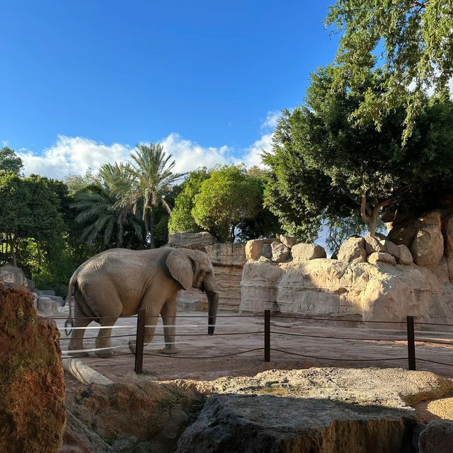 廣州動物園：珍稀動物，放鬆心情的理想去處