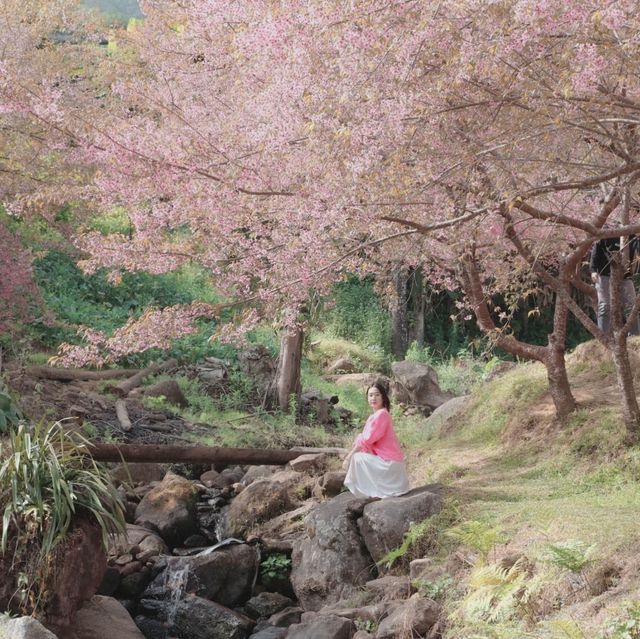 🌸 ซากุระเมืองไทย @ขุนวาง เชียงใหม่