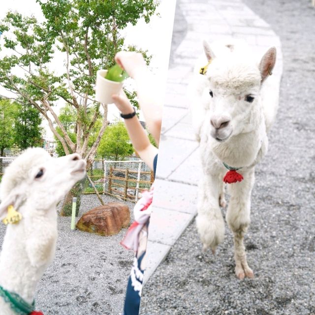 🥳宜蘭最新超萌動物農場🤪
