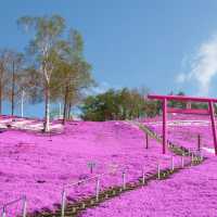 Hokkaido 🌸Higashimokoto Shibazakura