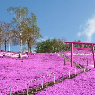 Hokkaido 🌸Higashimokoto Shibazakura