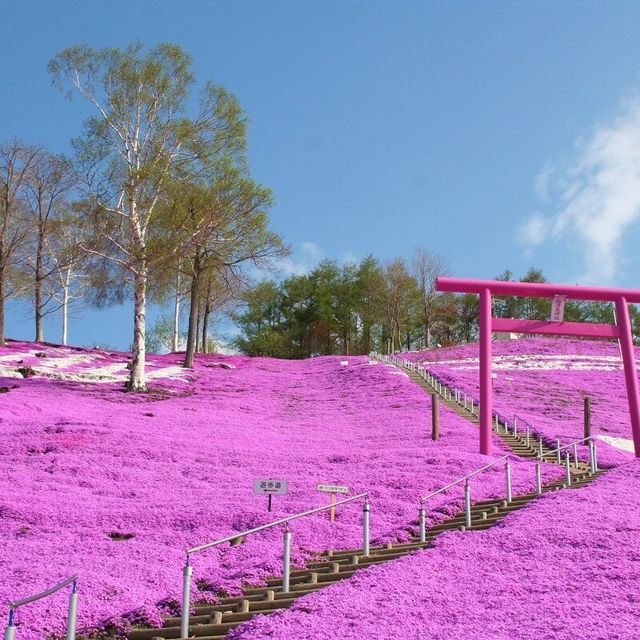 Hokkaido 🌸Higashimokoto Shibazakura