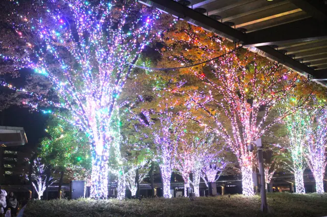 Tokyo's Roppongi Keyakizaka: A Must-See Christmas Illumination Spot