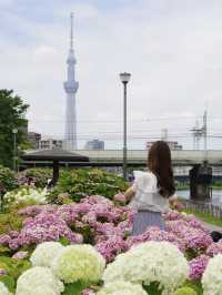 【東京絶景】スカイツリーと紫陽花