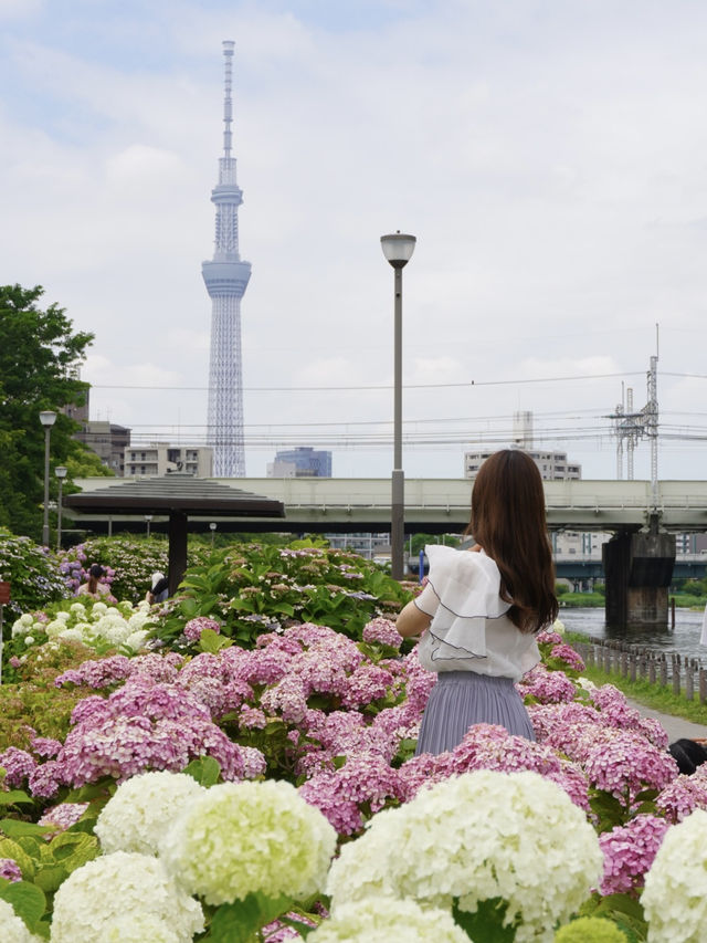 【東京絶景】スカイツリーと紫陽花