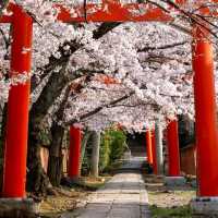 Cherry Blossom Season in Kyoto 🌸✨
