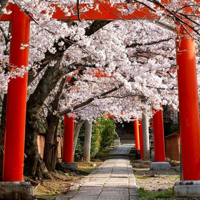 Cherry Blossom Season in Kyoto 🌸✨