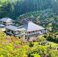 花之寺廟+杜鵑奇景