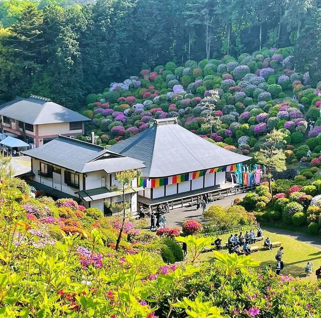 花之寺廟+杜鵑奇景
