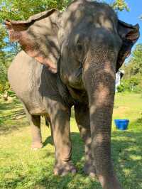 【🇱🇦ラオス】ルアンパバーンで絶対やりたい事❣️象使いのライセンス取得ツアー🐘