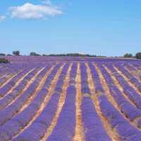 A summer of French lavender