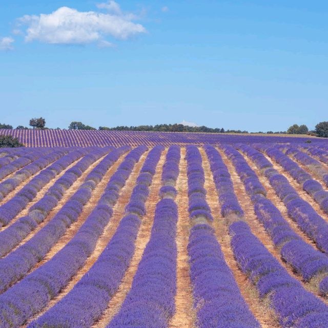 A summer of French lavender