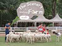รีวิว The Scenery Vintage Farm สวนผึ้ง 