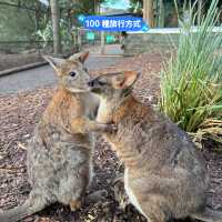 悉尼親親無尾熊🐨親親袋鼠🦘（費瑟戴爾野生動物園）