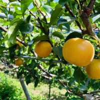 Fukuoka Selfdrive Fruit Farm & Mount Aso Summer Trip
