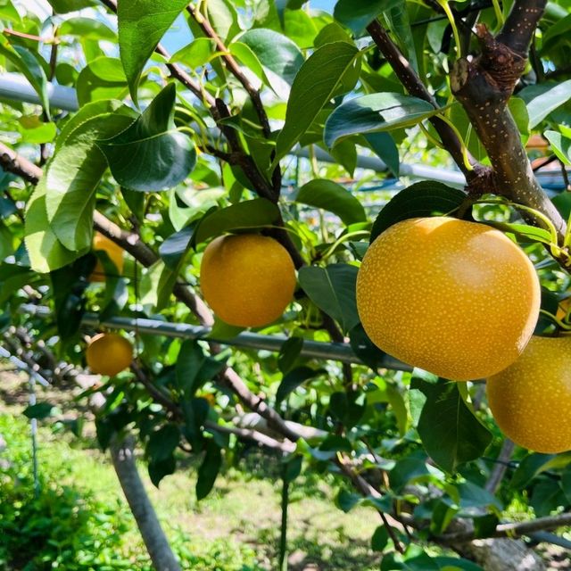 Fukuoka Selfdrive Fruit Farm & Mount Aso Summer Trip