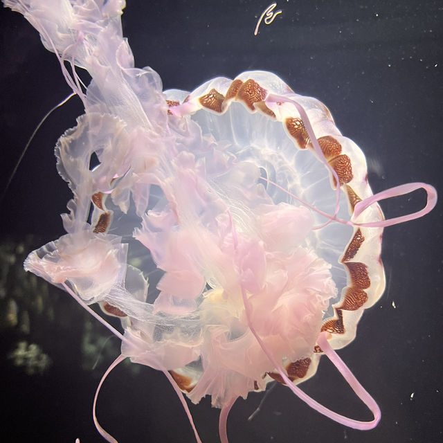 鶴岡駅からバスで40分！『加茂水族館』でクラゲを見る🪼