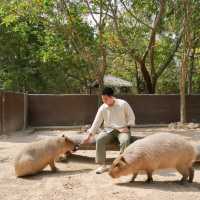 Alpacahill สรรค์ของคนรักสัตว์ที่ราชบุรี