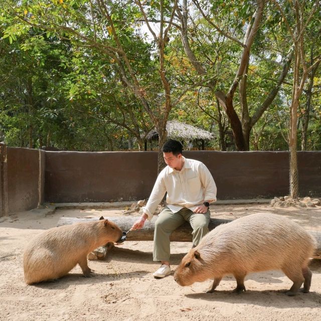 Alpacahill สรรค์ของคนรักสัตว์ที่ราชบุรี