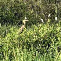 "Teluk Intan Bird View Cruise: A Scenic Journey for Birdwatching and Wildlife Encounters"
