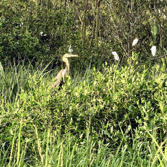 "Teluk Intan Bird View Cruise: A Scenic Journey for Birdwatching and Wildlife Encounters"