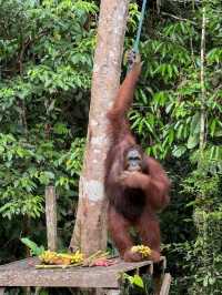 Semenggoh Wildlife Centre