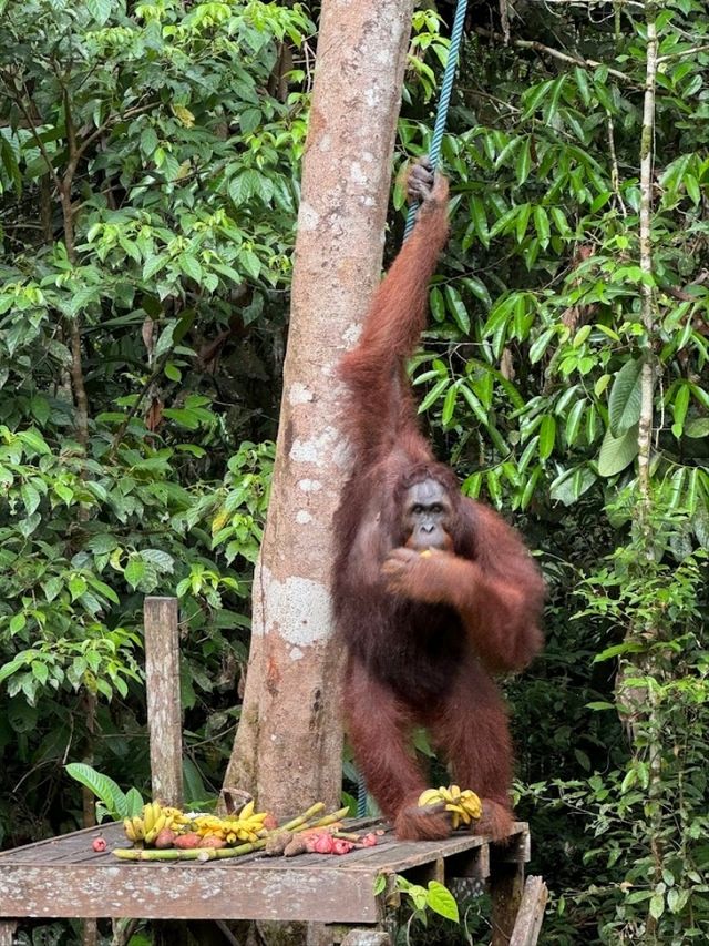 Semenggoh Wildlife Centre
