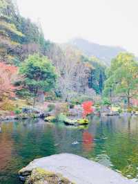 【大分観光】紅葉が人気だけど🍁四季折々の景色が見られる日本庭園🍁