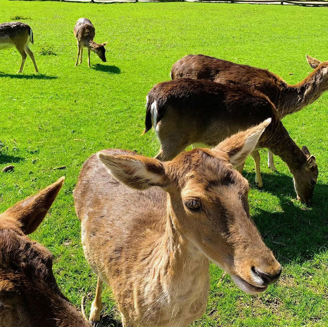 奈良公園：與鹿共舞的綠意天堂 🦌🌳