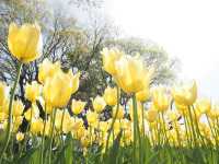 カメラ片手に咲き誇る花々へ、ふらっと癒し旅