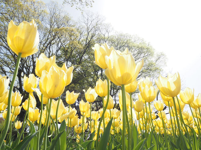 カメラ片手に咲き誇る花々へ、ふらっと癒し旅