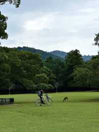 Explore Nara Park's Beautiful Grasslands 🌿