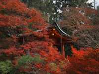 【山科の隠れた名所】毘沙門堂で心を癒そう！🍁