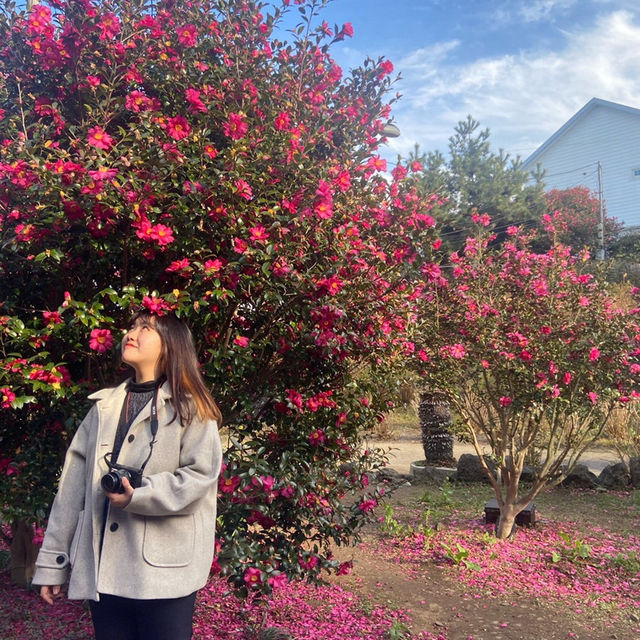 미리 준비하는 겨울 제주 동백 포토존, 허브동산 🌺