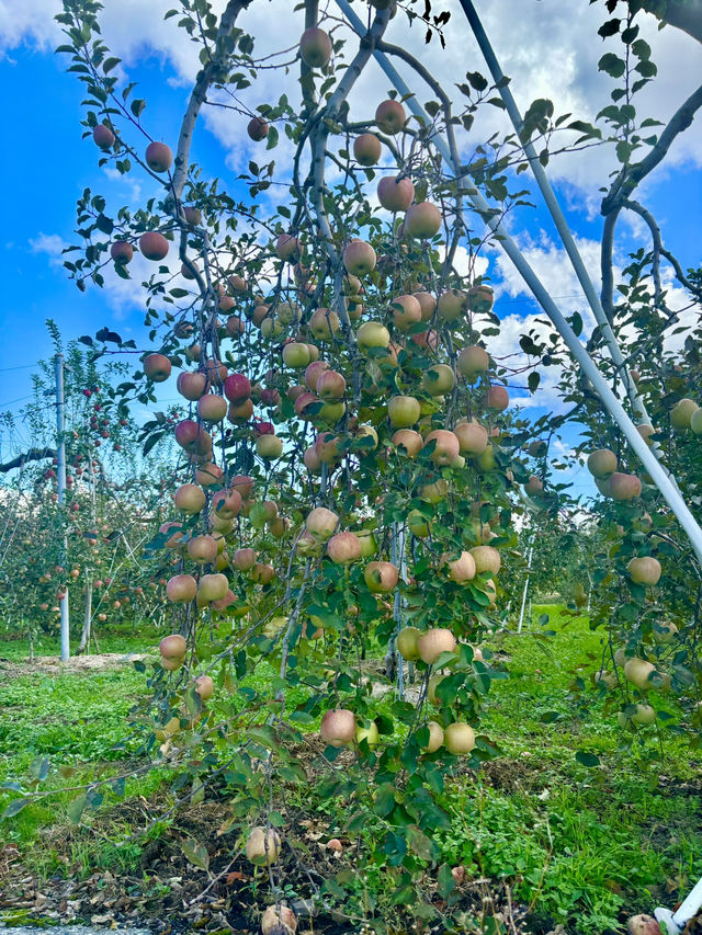 🇯🇵長野茅野