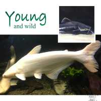 不一樣的水中世界：63大廈水族館