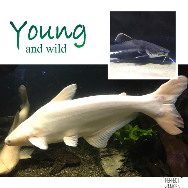 不一樣的水中世界：63大廈水族館