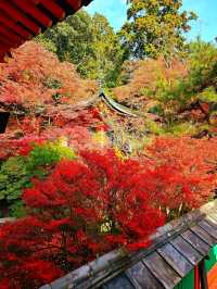 【京都/紅葉スポット】階段一面に落ちた紅葉で大人気💡市内から離れているのに大混雑スポット！