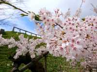 【五稜郭公園:北海道函館市】春には綺麗な桜が見れる五稜郭公園🌸