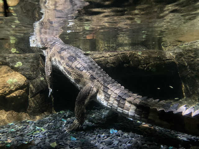 Virginia Aquarium with the Family 🇺🇸