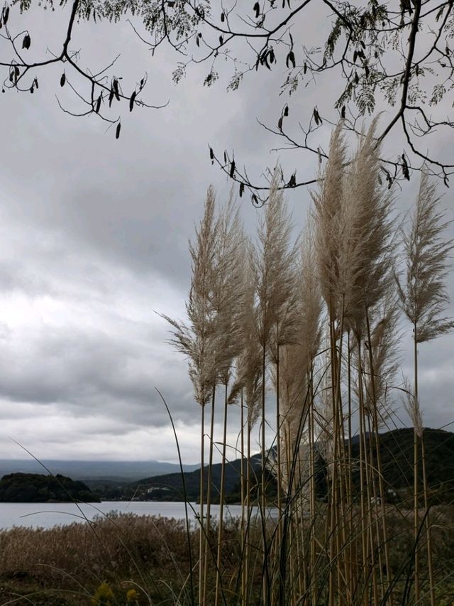 山梨県河口湖/大石公園でコキア