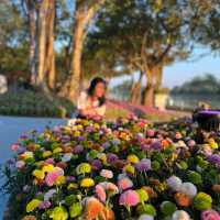 เที่ยวงานดอกไม้จ.เชียงราย 🌸