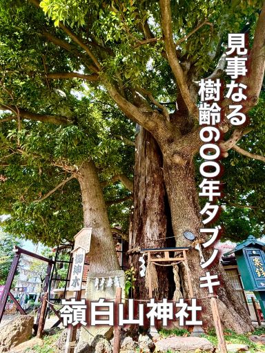 東京都】見事なる樹齢600年のタブノキ | Trip.com 東京